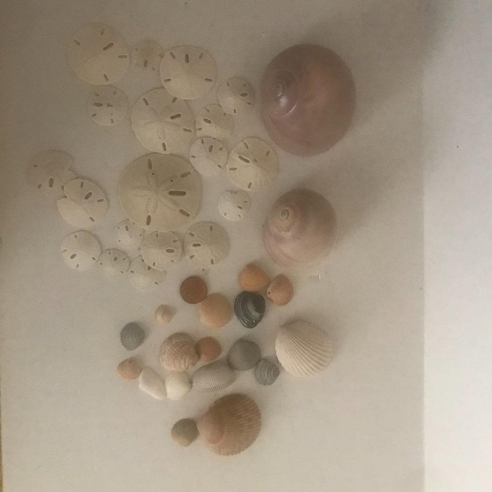 Seashells, Conch Shells, Sand Dollars Sold as Lot